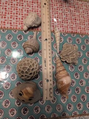 Engraved And Natural Seashell Decorative Collection - Beige and Cream